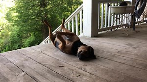 39K views · 5K reactions | To dream the impossible dream… To fight the unbeatable foe… To scratch the unscratchable itch… Love you buddy. Hope you all have a day where you can reach every itch and it feels so good it makes your leg kick! | Shepherding Outdoors | Facebook