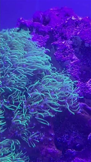 75-gallon Reef Tank (DIY): Healthy Soft Corals