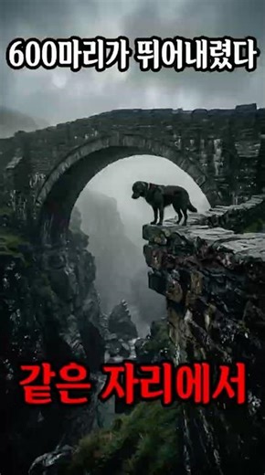 600 animals jumped from the same spot... The secret of Scotland's suicide bridge #shorts #mystery...