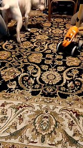 Buppa Ruby | Alisa Wren