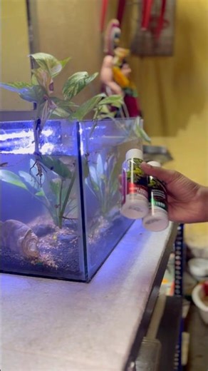 Maintain a Planted Guppy Tank the RIGHT Way 🌿🐟 | Water, Fertilizer & Cleaning