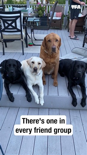 There's always one 🐶🤣 #dogs #shorts #funny #relatable