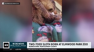 Two-toed sloth born at Elmwood Park Zoo in Norristown