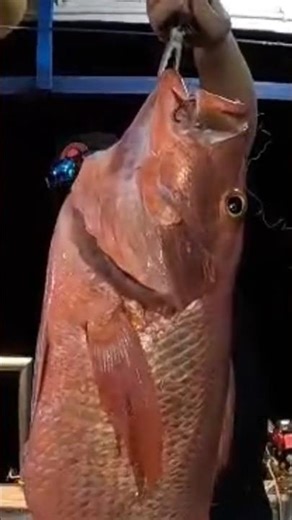 Unbelievable Catch – Giant Red Snapper! #fishing