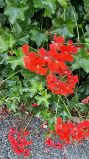 #butterfly #music #beatles #remix #70s #nature #naturelovers #insects #song #musica #insects #sound