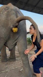 woman catches elephant's poop and piss.