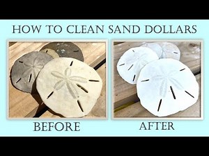 How to Clean Sand Dollars