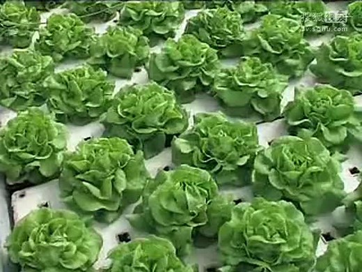 家庭无土栽培技术视频教程-很清晰