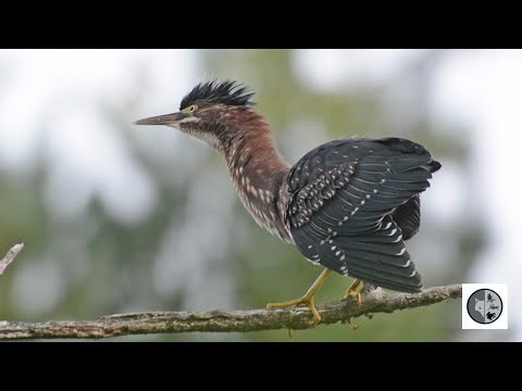 Héron vert apeuré par un faucon émerillon/Green Heron frightened by a Merlin