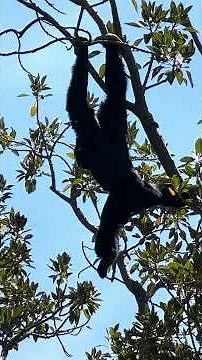 SIAMANG GIBBON SWINGING IN THE TREES & MAKING GREAT CALL NOISE ANIMAL SHORTS CUTENESS OVERLOAD