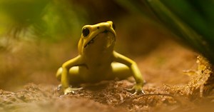 10 Sets Of Species Fighting An Evolutionary Arms Race