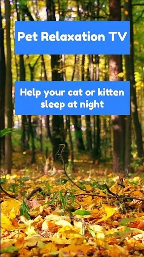 3 Hours of Autumn Forest Floor for Cats & Kittens | Calming Cat Music & Relaxing Nature Sounds