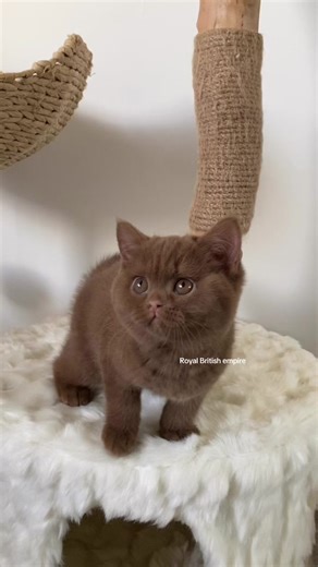 Royal British Empire: Cinnamon Kittens Update on IG