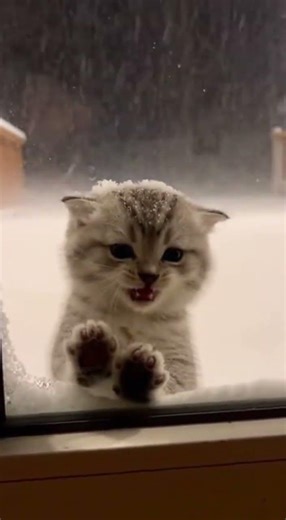 Snowflakes Falling and This Kitten Can't Handle It #kitten #adorable #shorts