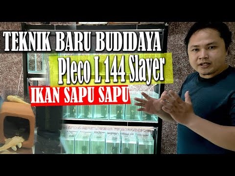CARA MUDAH BUDIDAYA PLECO L144 BY. TBA NEKOS
