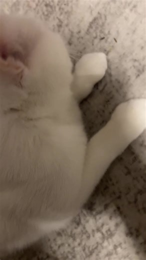 #cute #cat #kitty #car #fyp