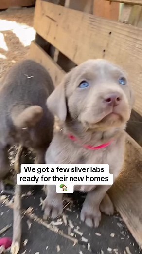 Silver Labs Looking for Forever Homes
