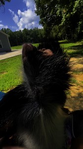 How could you say no to that face 😍 | Keke The Spider Monkey