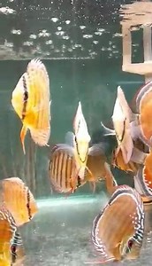 Cuipeua 庫利皮亞 先跟您拜個早年 😊😊 2/1開始 開放魚場預約賞魚 歡迎預約 | 加州水族-Wild Discus 野生七彩基因庫