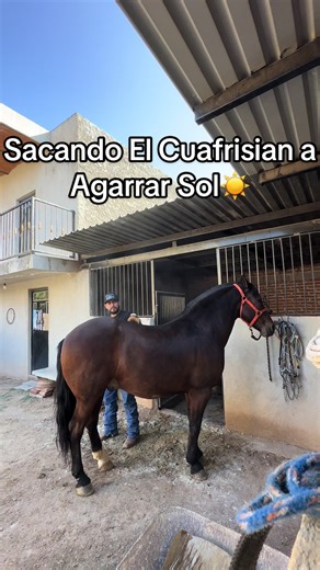 Taking the Cuafrisian Horse Out for Sunbathing
