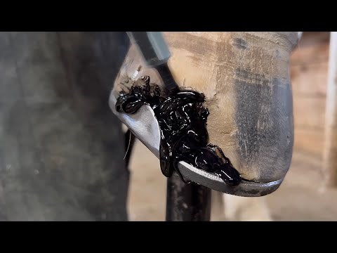 ACRYLIC Hoof REPAIR