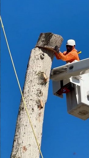 Commercial Tree Removal