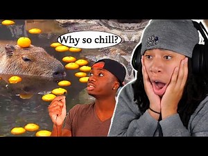 The Curious Case of the Capybara.. Why Are They So HUGE!? 😨😰 (Casual Geographic)