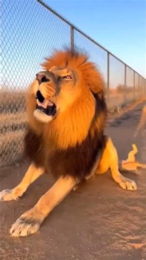 Dad Lion’s Reaction After Getting Peed On Is Priceless 🤣🦁🐾