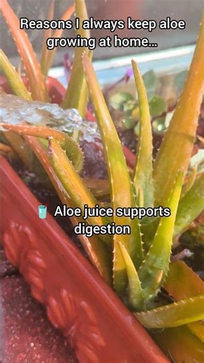 💧 Soothing, healing, hydrating—aloe does it all.