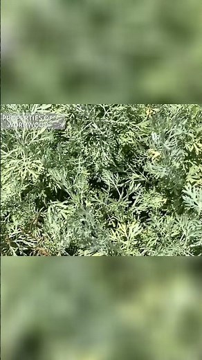 Discover the Incredible Benefits of Wormwood