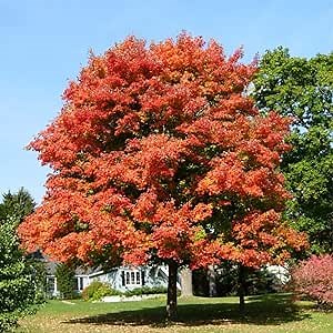 50 Premium Sugar Maple Seeds Acer, Hard Maple, Rock Maple, Sweet Curly Maple, Birds-Eye Maple Seeds - Brightly Colored Fall Foliage & Hardy Showy Accent