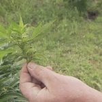Mohawk territory of Kahnawà:ke finding legalized pot law to be a 'tricky' endeavour - APTN News
