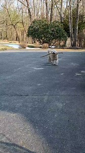117K views · 2.1K reactions | She found a stick and was very pleased with herself! #foundastick #dog #dogs #doggo #happydog | Wicked Awesome Gardening | Facebook