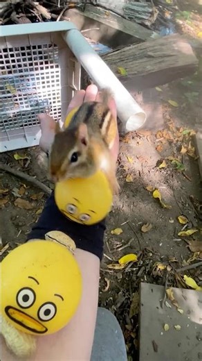 Chipmunk Training Peanut Obstacle Course #funny #cute #shorts