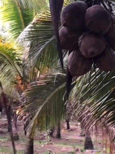 Looking for the perfect coconut variety to plant in your backyard or farm? The dwarf coconut is an excellent choice! 🥥💚 Unlike tall varieties, dwarf coconuts are easier to manage, faster to fruit, and bring long-term benefits for you and your family. ✅ Fast Fruiting – Dwarf coconuts can start bearing fruit as early as 3–4 years compared to tall coconuts that take longer. ✅ Sweet & Refreshing Water – Known for its natural sweetness, every nut is packed with healthy, hydrating coconut water. ✅ N
