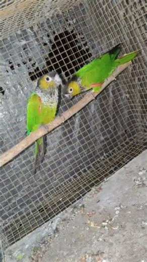 conure bird training #birds #lovebirdbrand #shortpants