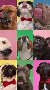 collage video with 9 purebred dogs being greedy, sticking out tongue and licking transparent plexiglass in studio