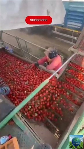 Satisfying Large-Scale Crop Harvesting & Sorting Process 💡✨ #agritech #farming #satisfying #viral