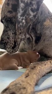 11 reactions |  Big hearts fit perfectly in the tiniest pups too!...