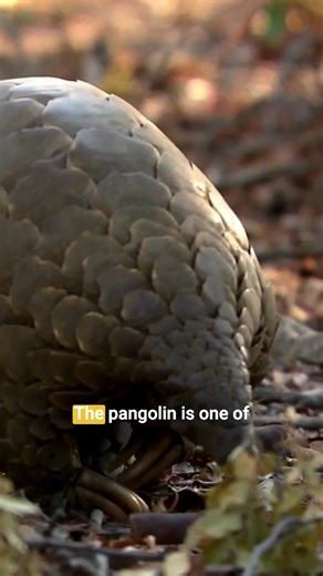 2.5K views · 35 reactions | Meet the incredible pangolin! You've...