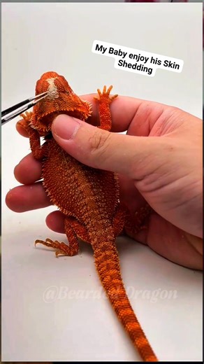 “Bearded Dragon Shedding in Action | Nature’s Own ASMR” #BeardedDragon #ReptileASMR #SatisfyingPeel #LizardLove #ReptileCare #NaturalShed #DragonVibes #CalmingVideo | Bearded Dragon