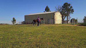 💁‍♀️ Let's Talk... What do smaller circles tell you about your horse... (Sound on for explanation) How do we use lunging to look for Lameness? Check this video out for the scoop! | Superior Therapy