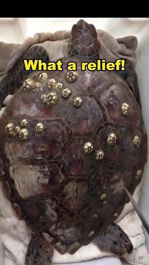 Help sea turtle remove barnacle#seaturtle #foryou #relief
