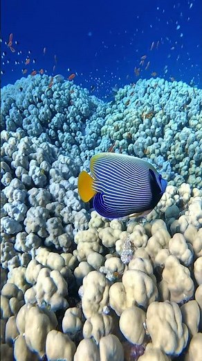 The stunning Emperor Angelfish in its natural habitat! 🌊🐠
