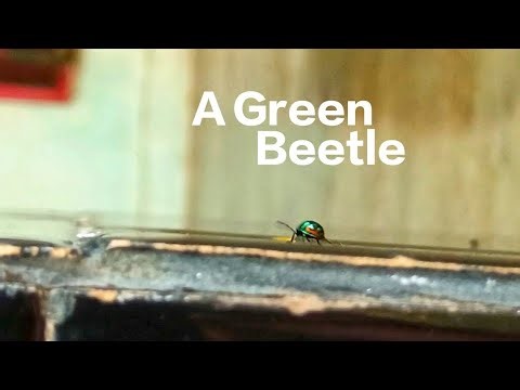 Green Beetle Close-Up | Nature Insect Macro Footage