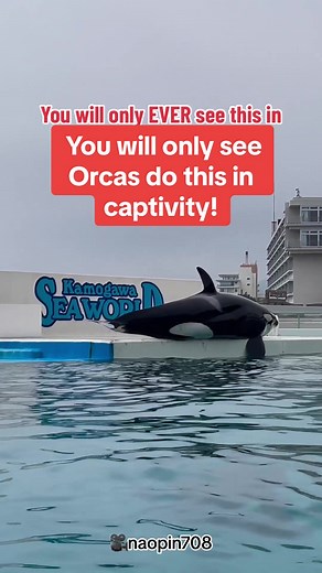 Captive Orca Behavior: The Truth Behind the Distress