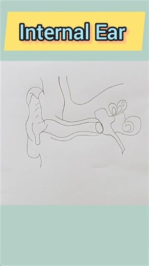 How To Draw Internal Ear Diagram//Internal Ear//Biology Diagram//Easy Diagram #shorts #ear #ytshorts