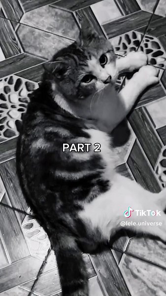 Lele Universe Part 2: Chiko the Cat as Mascot