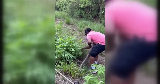 Viral video shows 8-foot python on Atlanta's Beltline