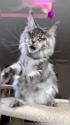 Animals Transforming into Beasts: A Kid's Adventure